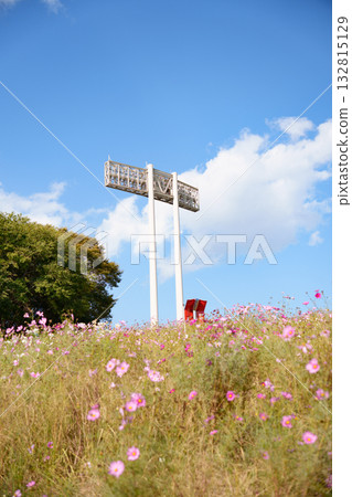 神戶體育公園的宇宙山上的波斯菊和燈光 神戶體育公園的宇宙山上的波斯菊和燈光 132815129