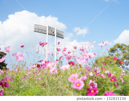 神戶體育公園的宇宙山上的波斯菊和燈光 132815130