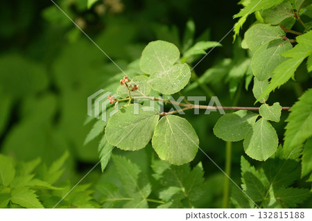 Viburnum carlesii Korean spice viburnum with fragrant white-pink flowers and black berries, photographed in Korea. 132815188