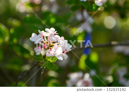 Viburnum carlesii Korean spice viburnum with fragrant white-pink flowers and black berries, photographed in Korea. Viburnum carlesii Korean spice viburnum with fragrant white-pink flowers and black berries, photographed in Korea. 132815192