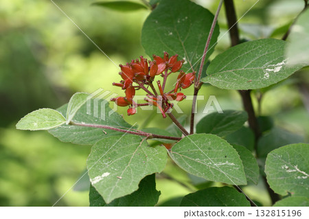 Viburnum carlesii Korean spice viburnum with fragrant white-pink flowers and black berries, photographed in Korea. 132815196