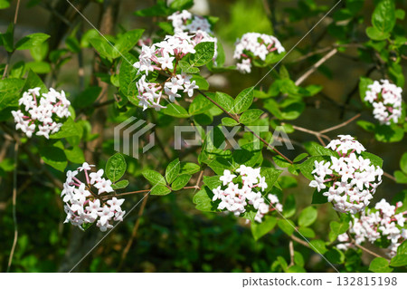 Viburnum carlesii Korean spice viburnum with fragrant white-pink flowers and black berries, photographed in Korea. 132815198