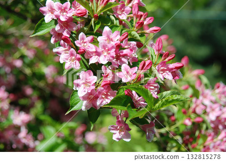Weigela subsessilis, a Korean endemic shrub of the honeysuckle family, bearing bell-shaped flowers that change from yellow to red in late April. Photographed in Korea. Weigela subsessilis, a Korean endemic shrub of the honeysuckle family, bearing bell-shaped flowers that change from yellow to red in late April. Photographed in Korea. 132815278