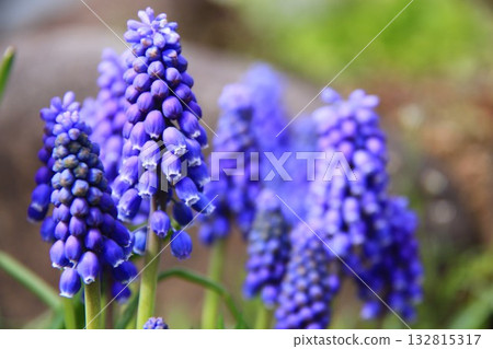 Muscari flowers Muscari flowers 132815317