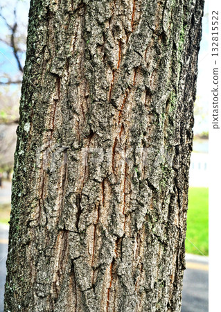 Sawtooth oak bark (autumn, October) 132815522