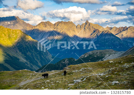 The sun sets over Bernina Pass, casting golden light on the rugged Swiss Alps. Cows graze peacefully on the alpine slopes, surrounded by stunning mountain vistas. 132815780