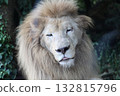 White Lion 132815796