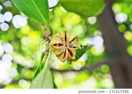八角茴香（Illicium sikimi）果實裂開，露出裡面的種子（秋季，十月） 132815886