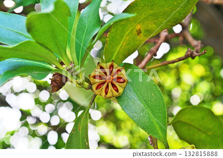 八角茴香（Illicium sikimi）果實裂開，露出裡面的種子（秋季，十月） 132815888