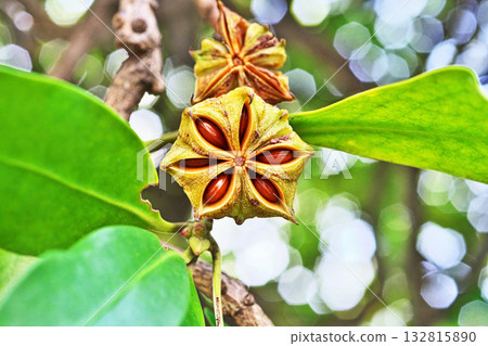 Illicium sikimi (star anise) fruit split open to reveal the seeds inside (autumn, October) 132815890