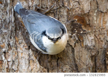 Staring Nuthatch Staring Nuthatch 132815993