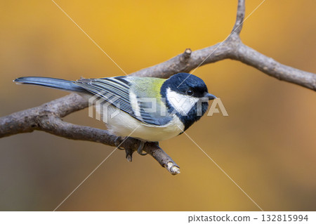 Tits that stop on branches Tits that stop on branches 132815994