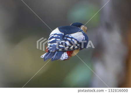 一隻會飛的大斑啄木鳥 132816000