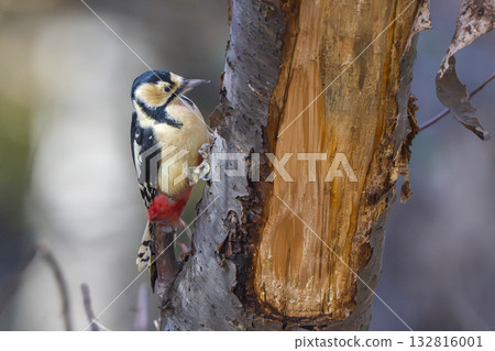 Yamagara停止在樹枝上 132816001