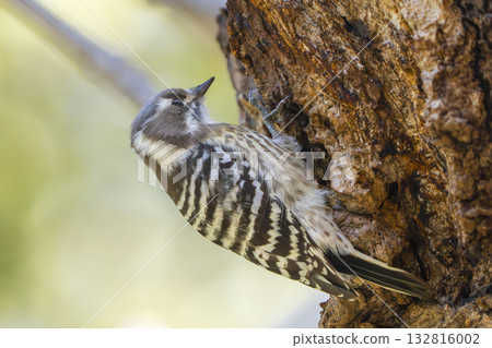 A Japanese Pygmy Woodpecker is holding food in its mouth 132816002