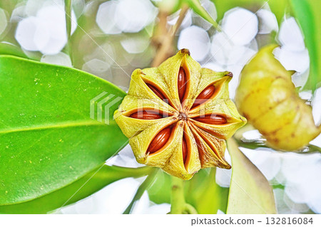 Illicium sikimi (star anise) fruit split open to reveal the seeds inside (autumn, October) 132816084