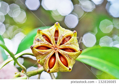 Illicium sikimi (star anise) fruit split open to reveal the seeds inside (autumn, October) 132816085