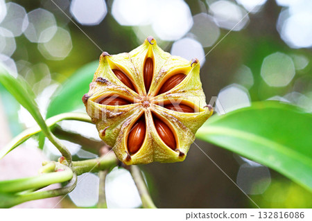 八角茴香（Illicium sikimi）果實裂開，露出裡面的種子（秋季，十月） 132816086