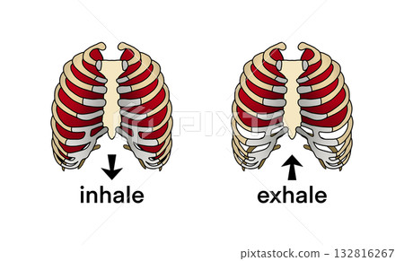Anatomical illustration showing human rib cage movement during breathing, inhalation and exhalation, diagram highlights intercostal muscles expanding and contracting to support respiration mechanics 132816267
