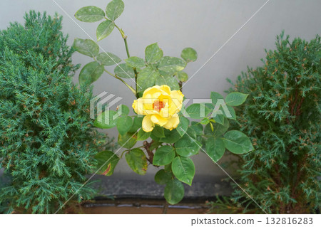 A yellow rose with an orange center and green leaves in a pot next to a prickly juniper on a monochrome grey background. Top view, three-quarters, focus on the flower. Horizontal photo. 132816283