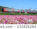 Cosmos field and 813 series train (JR Kyushu) 132816284