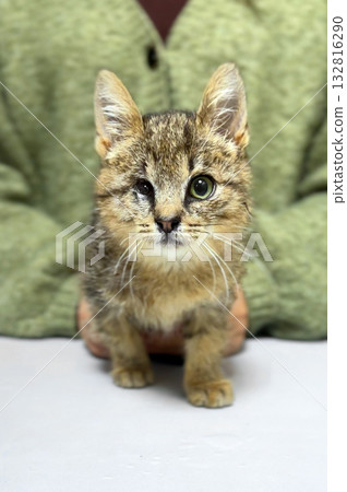 Cat with an injured eye at a veterinary clinic. Homeless or lost cat animal shelter. Cat with an injured eye at a veterinary clinic. Homeless or lost cat animal shelter. 132816290