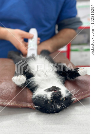 Veterinarian operates on a cat. Surgeons performing operation on cat on surgical table 132816294