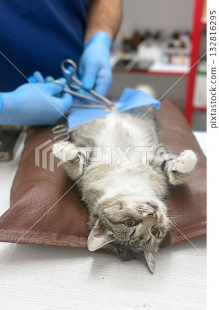 Veterinarian operates on a cat. Surgeons performing operation on cat on surgical table 132816295