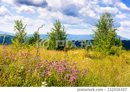 nature background with flowers on the mountain meadow. blooming carpathian landscape with herbs among green grass on a sunny summer day. wonderful rural scene with field on rolling hills and blue sky 132816387