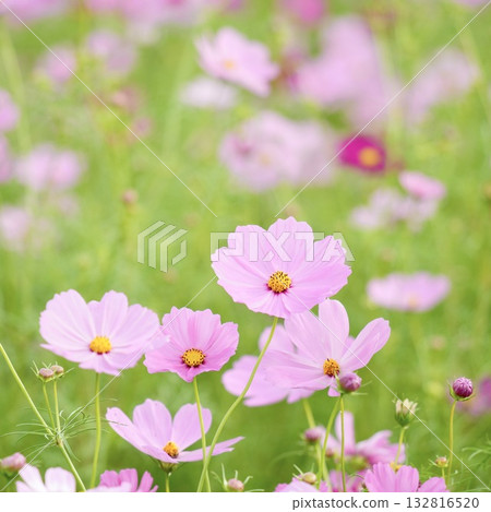 Pink cosmos blooming in the cosmos field Pink cosmos blooming in the cosmos field 132816520