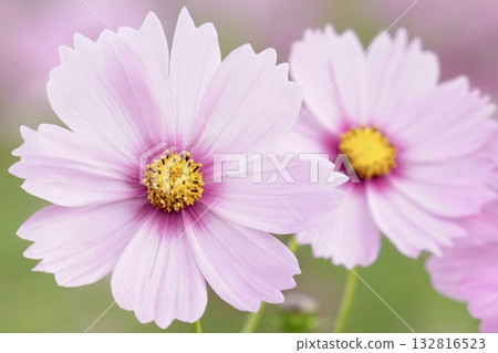 Pink cosmos blooming in the cosmos field 132816523