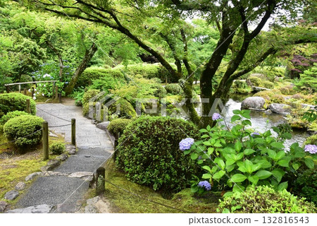 Uji City: Mimuroto Temple Garden Walking Path, Pond, Hydrangeas, and Fresh Greenery 132816543