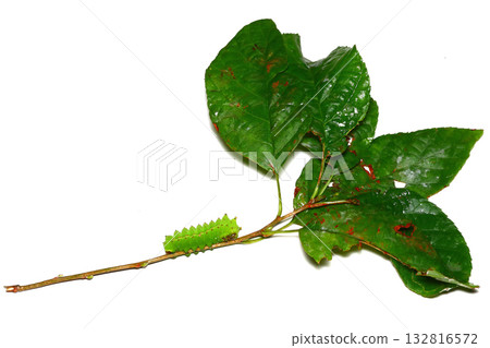 Alder branch and waterfly larva 132816572