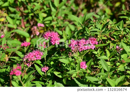 繡線菊（薔薇科）落葉灌木 132816674