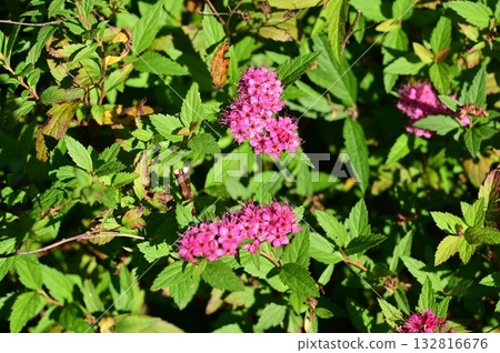 繡線菊(薔薇科)落葉灌木 繡線菊(薔薇科)落葉灌木 132816676