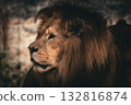 Lion looking into distance, wildlife portrait 132816874