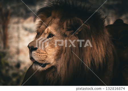 Lion looking into distance, wildlife portrait Lion looking into distance, wildlife portrait 132816874
