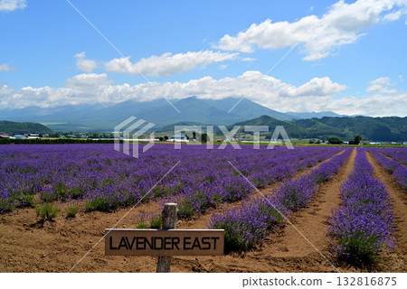 Furano Lavender Garden in Summer Furano Lavender Garden in Summer 132816875