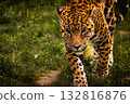 Jaguar walking through grass, focused wildlife photography 132816876