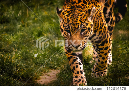 Jaguar walking through grass, focused wildlife photography 132816876
