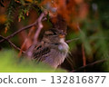 Small bird resting in forest branches, nature photography 132816877