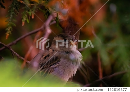 Small bird resting in forest branches, nature photography Small bird resting in forest branches, nature photography 132816877