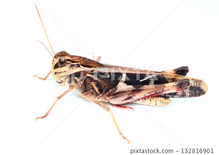 Brown grasshopper (male) 132816901