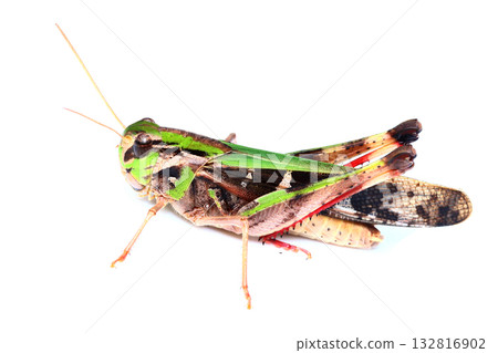 綠蚱蜢（雄性） 132816902