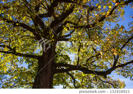 Looking up at the interplay of light and shadow on the tree canopy creates a beautiful scene. Looking up at the interplay of light and shadow on the tree canopy creates a beautiful scene. 132816921