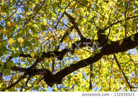 Looking up at the interplay of light and shadow on the tree canopy creates a beautiful scene. Looking up at the interplay of light and shadow on the tree canopy creates a beautiful scene. 132816923