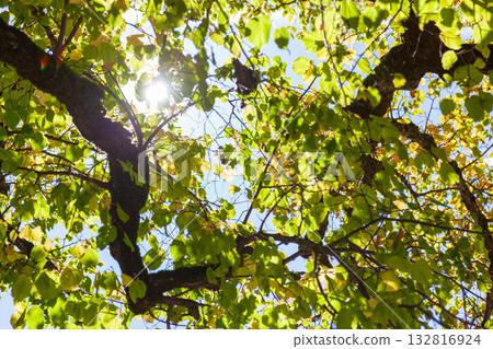 Looking up at the interplay of light and shadow on the tree canopy creates a beautiful scene. Looking up at the interplay of light and shadow on the tree canopy creates a beautiful scene. 132816924