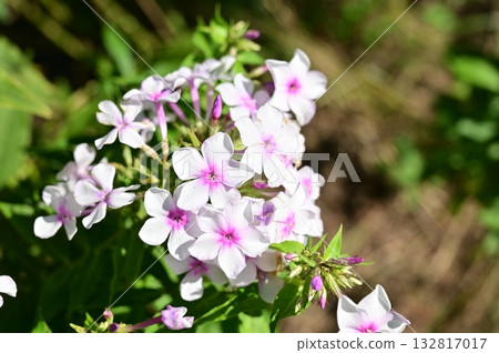 Perennial Phlox paniculata (Polemoniaceae) 132817017