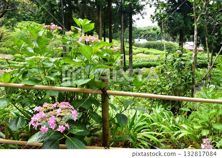 宇治市:三室戶寺花園步道、繡球花及新鮮綠植 宇治市:三室戶寺花園步道、繡球花及新鮮綠植 132817084