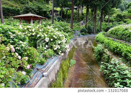 宇治市三室寺庭園內的繡球花和新鮮綠植 宇治市三室寺庭園內的繡球花和新鮮綠植 132817088
